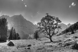 Fotokunst von Björn Groß: Bergahorn auf einem klaren Tag in den österreichischen Alpen