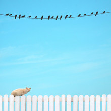 Pascal Krumm, Patience