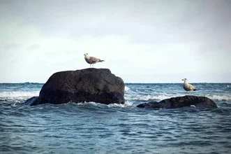 Two seagulls fly over the waves of the Baltic Sea, surrounded by stones and rocks.