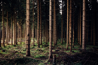 Oliver Henze, Forest lights (Germany, Europe)