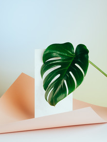 Stéphane Dupin, Leaf #1 (Frankreich, Europa)