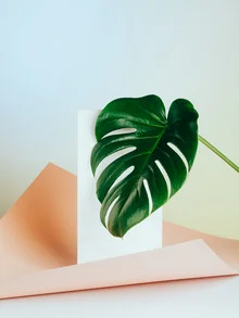 Photo art by Stéphane Dupin: calm depiction of a green leaf