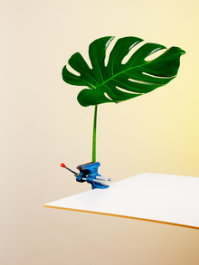 Stéphane Dupin, Leaf #2 (Frankreich, Europa)