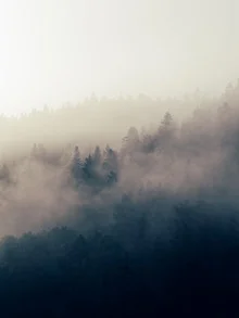 Photo art by Stéphane Dupin: serene foggy forest with fir trees and treetops