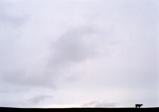 Lovely photo art by Andreas Weiser: A cow against the horizon in Brazil.