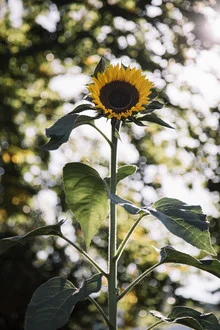 Photo art by Nadja Jacke: sunflower in warm autumn light, gentle colors.