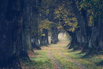 Beautiful avenue lined with colorful autumn leaves, serene mood and soft lighting.