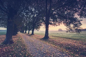 Photo art by Franz Sussbauer: calm morning scene with lime trees and soft light