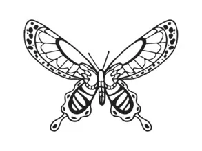 Illustration by Catalina Villegas: elegant butterfly in black and white