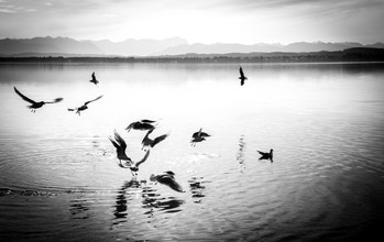 Gabriele Spörl, Birds