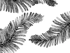 Wall art by Catalina Villegas: stylish depiction of palm leaves in black and white