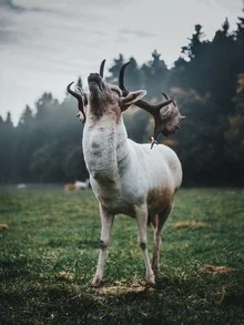 Photo art by Dominic Lars: deer in natural surroundings, soft colors