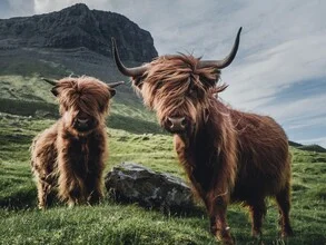 Wall art by Dominic Lars: Highland cows in the lush landscape of the Faroe Islands.