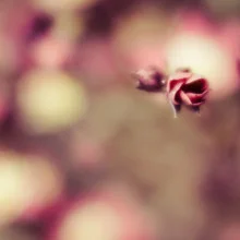 Photo art by Ezra Portent: delicate flower in soft, blurred colors