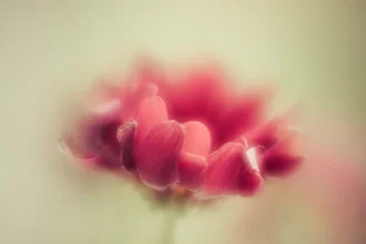 Close-up of a red flower exuding freshness and vibrancy.