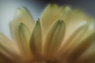 Close-up of a tender daisy, showcasing delicate details and soft colors.