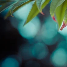 Close-up of a fern leaf in soft green tones with soothing bokeh background.