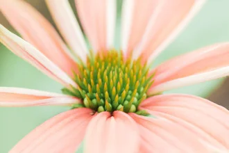 Delicate little plant in soft pink hues, captured in macro with a blurred background.