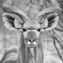 Kudu in der Central Kalahari, Botswana: friedliche Tieraufnahme in der Natur.