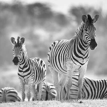 Zebras im Makgadikgadi Nationalpark in Botswana