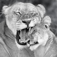 Dennis Wehrmann, Mother`s love | lions khwai concession moremi game reserve (Botswana, Africa)