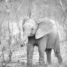 Baby-Elefant im Khwai-Konzessionsgebiet, sanfte Stimmung in der afrikanischen Wildnis.