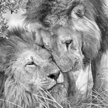 Photo art by Dennis Wehrmann: lion brothers resting in the savannah