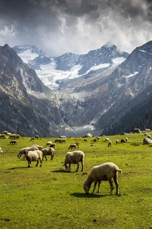 Beautiful meadow with sheep beneath the mountains in Jahaz Banda, Pakistan.