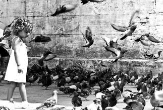 Wall art by Tim Bendixen: girl observing pigeons in Istanbul, soft colors and relaxed mood.