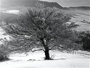 Iced tree in sunlight, a serene winter moment in nature
