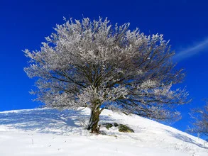 Eisbedeckter Baum im Winter, sanfte Farben und ruhige Atmosphäre