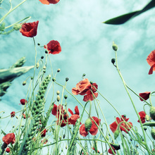 Kay Block, poppy