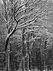 Schneewald - fotokunst von Kay Block