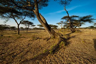 Photo art by Alfred Luef: umbrella acacia in the Ethiopian highlands at sunset.