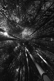 Photo art by Heiko Hellwig: view of a sunlit bamboo forest from a bird's-eye perspective