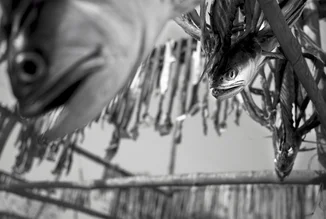Photo art by Jakob Berr: dried fish at a market in Bangladesh