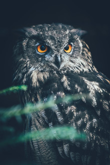 Patrick Monatsberger, Bubo bubo (Deutschland, Europa)