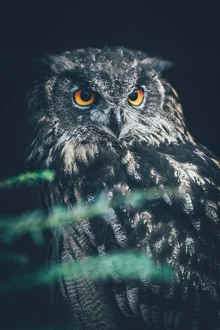 Photo art by Patrick Monatsberger: close-up of a Eurasian owl with intense gaze.