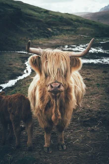 Fotokunst von Patrick Monatsberger: eine Highlandkuh in der schottischen Landschaft