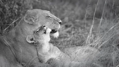 Fotokunst von Dennis Wehrmann: Löwenmutter mit ihrem süßen Jungtier in der Savanne
