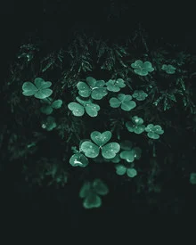 Photo art by Luca Jaenichen: dark, moody plant detail with dew on a clover leaf