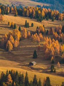Fotokunst von Gergo Kazsimer: ruhige Hütte umgeben von Lärchen im Herbstlicht