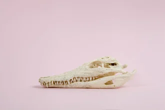 Photo art by Loulou von Glup: colorful crocodile skull in pop art style