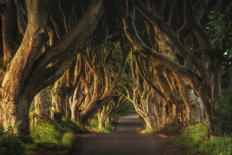 Jean Claude Castor, Irland - The Dark Hedges Sunrise (Irland, Europa)