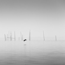 Holger Nimtz, Cormorant (Deutschland, Europa)