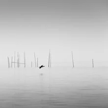 Cormorant - fotokunst von Holger Nimtz