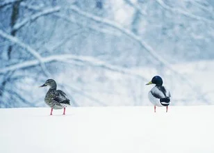Photo art by Jianwei Yang: geese on snow-covered ground at Lafarge Lake.