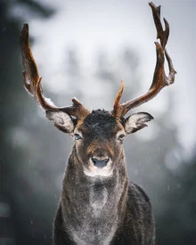Fotokunst von André Alexander: majestätischer Hirsch im Winterwald