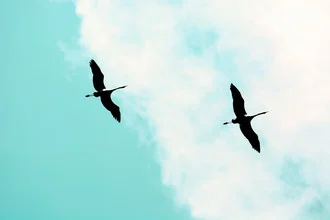 Photo art by Tal Paz-fridman: Cranes flying through a turquoise sky.