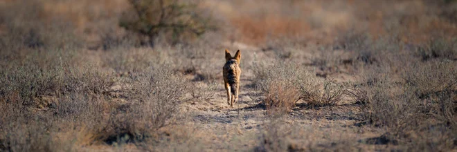 Fuchs in der Kalahari: ruhige Landschaft mit sanften Farben und natürlichem Licht.